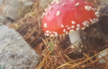 Las Setas del camino.