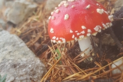 Las Setas del camino.