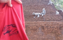 Operación escapar del mono... SaurusJM puede con todo.