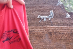 Operación escapar del mono... SaurusJM puede con todo.